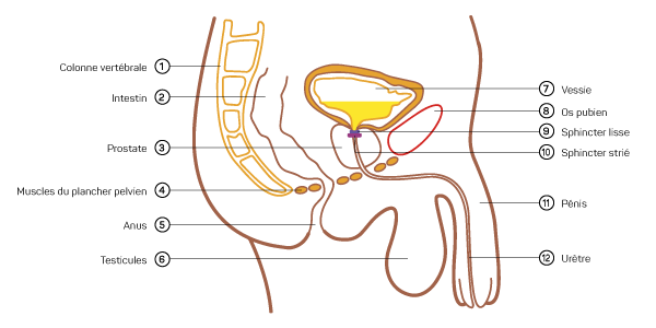 Système urinaire Homme