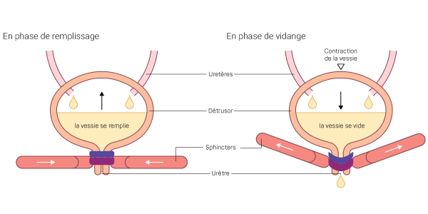 Schéma illustrant le fonctionnement de la vessie, composante du système urinaire.