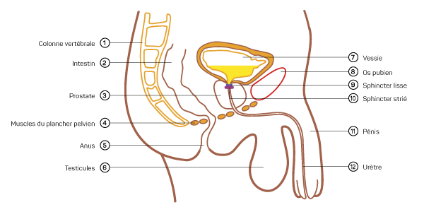 Schéma illustrant le système urinaire de l'homme et les organes qui le composent.