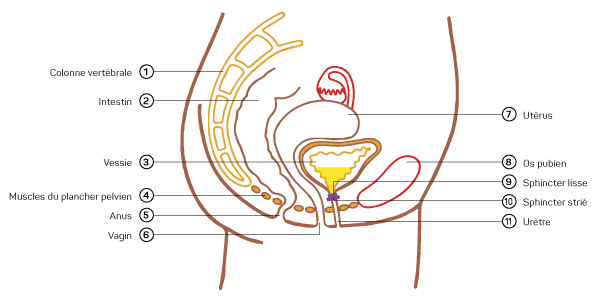 Schéma illustrant le système urinaire de la femme et les organes qui le composent.