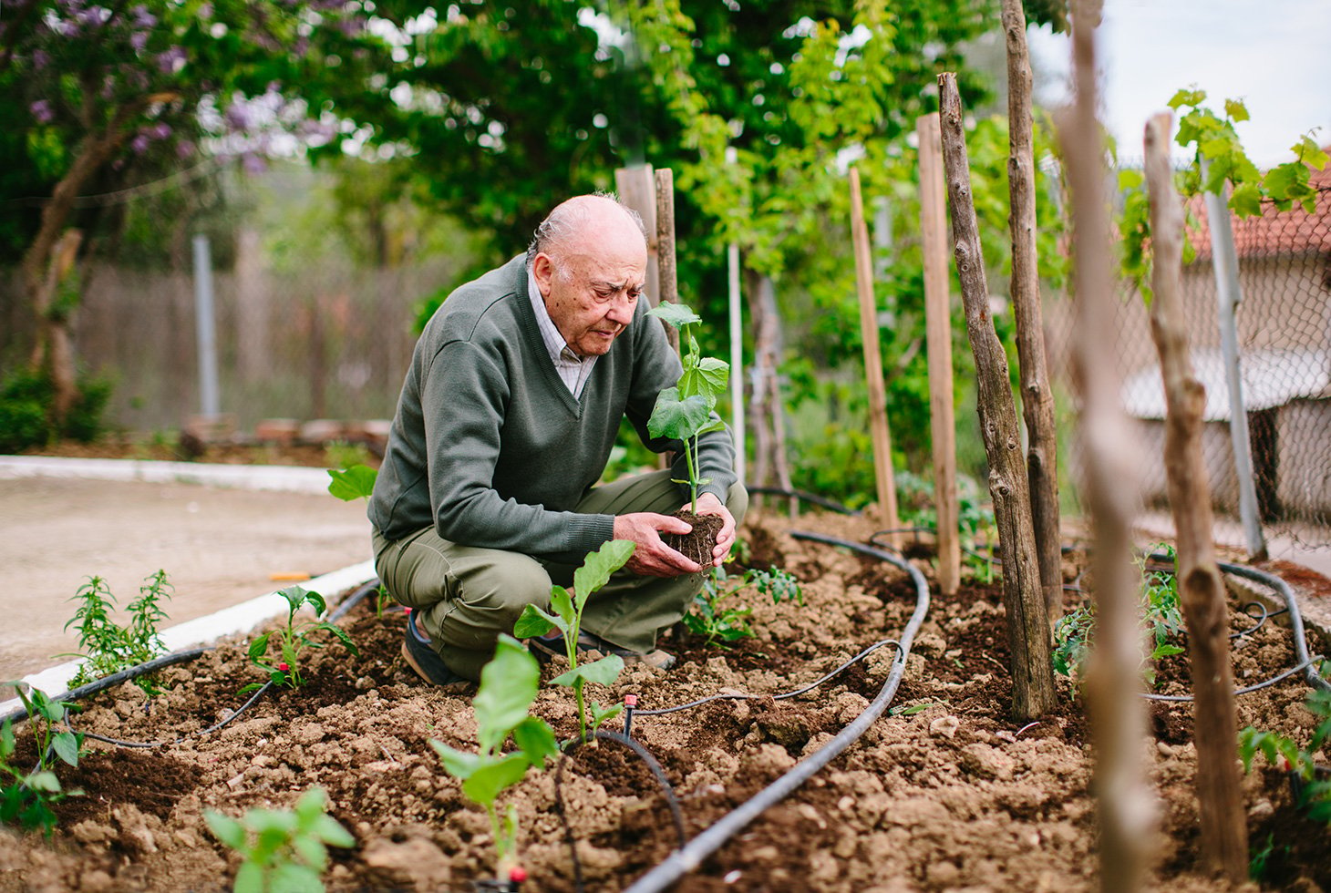Portrait d’un senior en train de jardiner, accroupi dans son potager. Image d’illustration pour aborder l’incontinence  urinaire par instabilité vésicale.