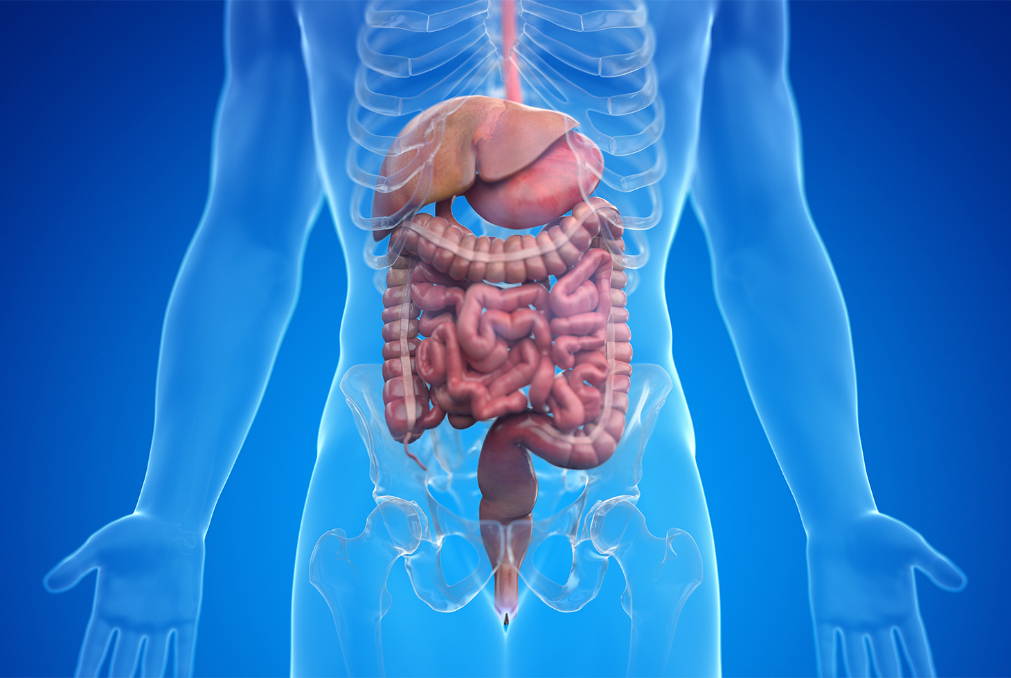 Fonctionnement de la vessie et du système urinaire (BE-FR)